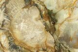 Petrified Wood (Araucaria) Slab - Madagascar #84013-1